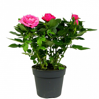Роза Патио малиновая d-12 см h-30