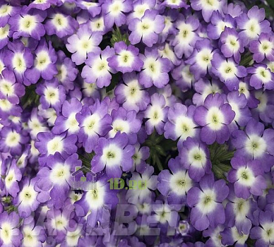 Вербена Empress Sun Lavender Charme сиренево-белая в подвесном кашпо d-23 см