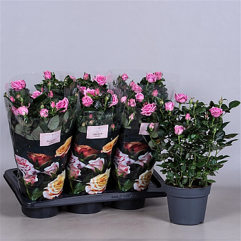 Роза Палас розовая d-17 см h-50 см