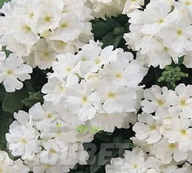 Вербена крупноцветковая White белая в горшке d-9 см