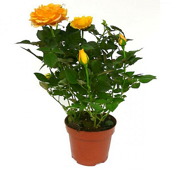Роза Патио оранжевая d-12 см h-30
