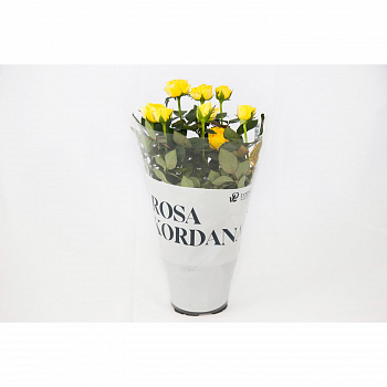 Роза Кордана желтая d-10 см h-20