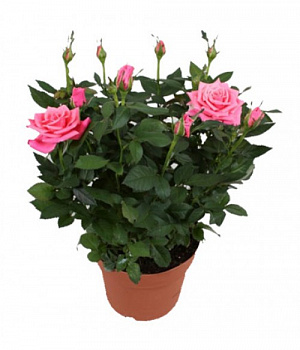 Роза мини розовая d-7 см h-10
