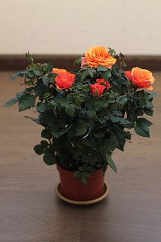 Роза мини оранжевая d-7 см h-10