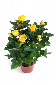 Роза Патио жёлтая d-12 см h-30